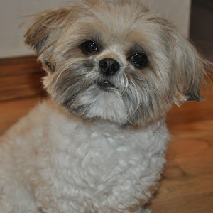 Meet your Posher, Maxine